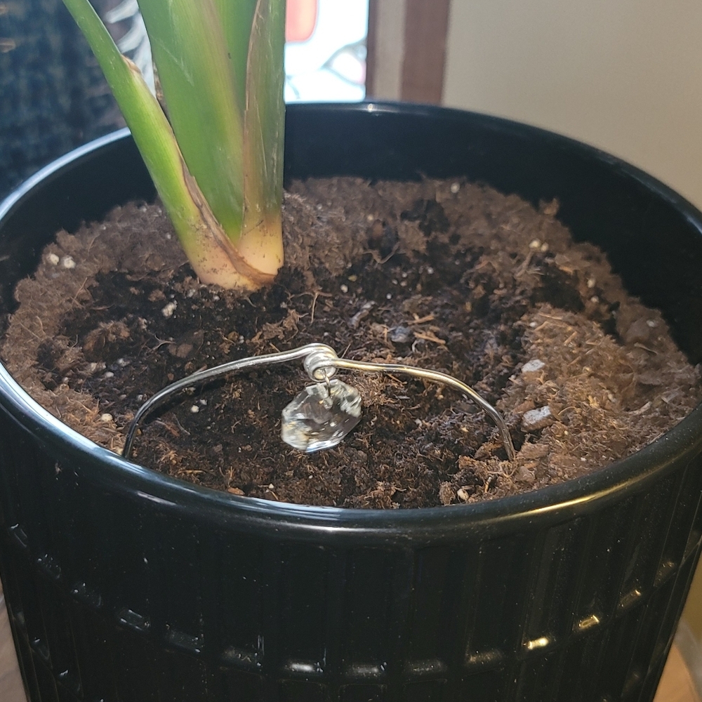 Plant Arch - Picture 3 of 3